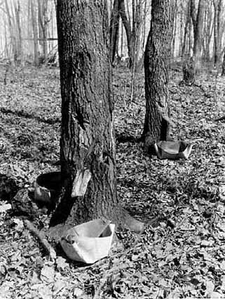 Tapping Maple