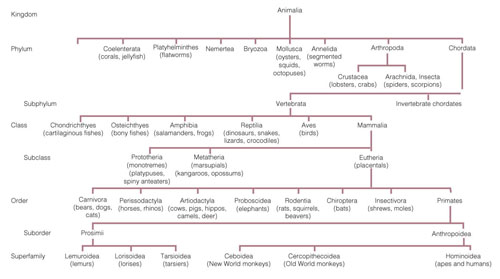 Classification chart, modified