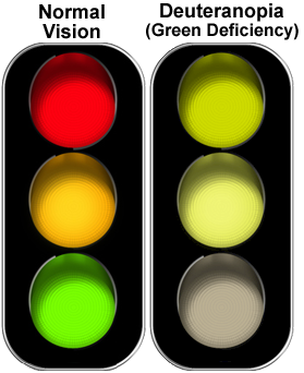 Comparison of normal vision and deuteranopia green deficiency in perceiving the colors: red, yellow, and green.