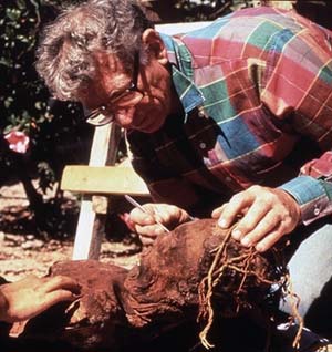 Dr Auferheide in the field examining a mummy.