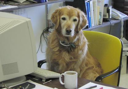 Bernie the dog sitting at keyboard. Do your homework!