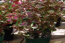 Coleus