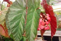 Begonia