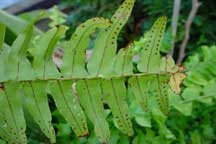 Fern Spores