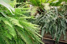 Ferns