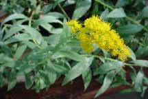 Solidago