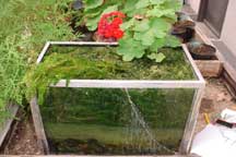 Elodea Tank