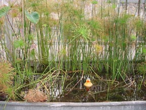 Rubber Ducky in the Papyrus Tank