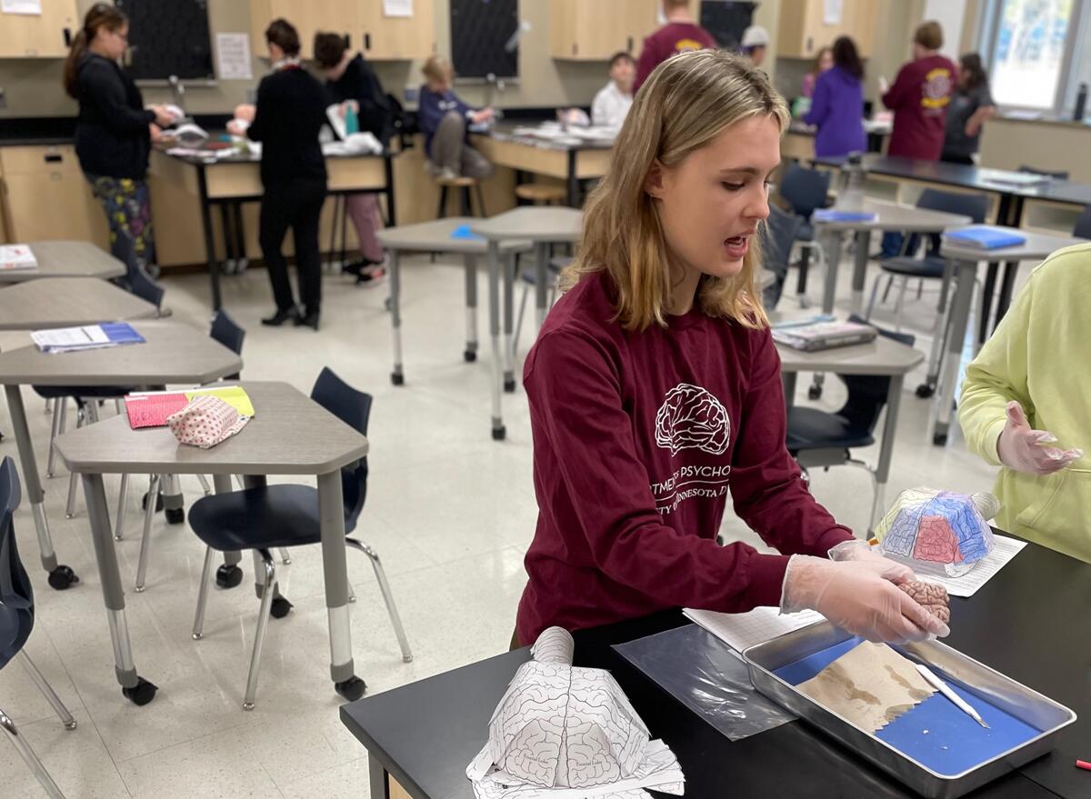 Psychology student demonstrating and dissecting sheep brain