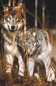 Photograph of a pair of wolves looking directly at the camera.